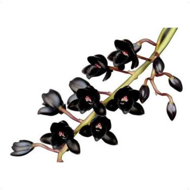 Imagem de Muda Orquídea Catasetum Fredclarkeara Afterdark Planta Negra