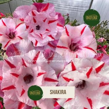 Imagem de ENXERTO DE ROSA DO DESERTO FLOR DOBRADONA riscada de vermelho Shakir -