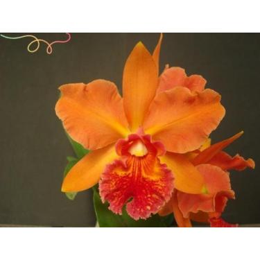 Imagem de 1 Muda Orquidea Catleya 'nobiles Wild Fire' - doce l@r