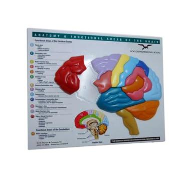 Imagem de Brain Model & Puzzle – Anatomy and Functional Areas of the Brain