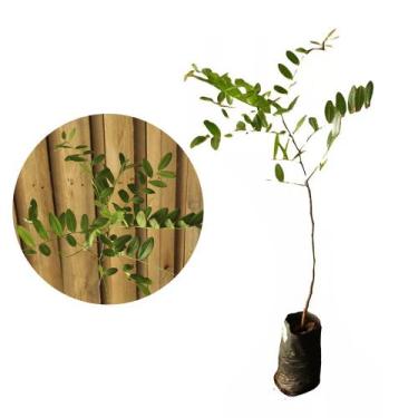 Imagem de Muda de Amendoim Bravo 20 a 40cm AMK - Plantas Online - AMK Jardinagem