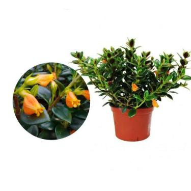 Imagem de Muda de Columeia Peixinho 20 a 40cm AMK - Plantas Online - AMK Jardina