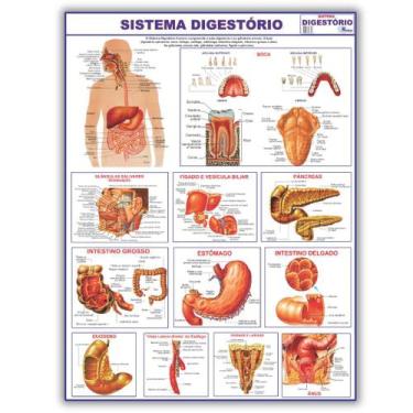 Imagem de Mapa Sistema Digestório Do Corpo Humano 120x90 Cm - Medicina - Enferma