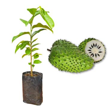 Imagem de Muda de Graviola - Rápida Produção - Produz em Vasos