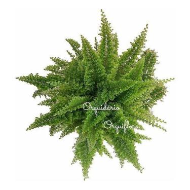 Imagem de Muda Jovem Mini Samambaia Havaiana Planta Natural Exótica Rara - Orqui