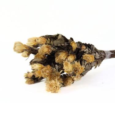 Imagem de Planta Seca Arapurama Desidratada Natural - Pense Flores