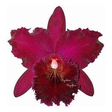 Imagem de Muda Orquídea Cattleya Blc. Oconee Mendenhall Flor Vinho