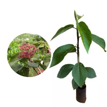 Imagem de Muda de Pau Jangada 20 a 40cm AMK - Plantas Online - AMK Jardinagem e 