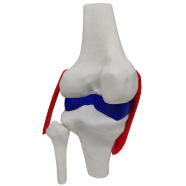 Imagem de Joelho Anatômico Ligamentos Modelo 23cm Articulação Estudo Esqueleto -