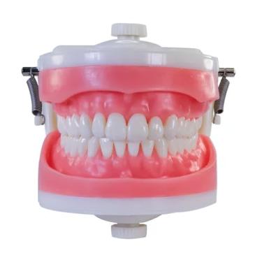 Imagem de Manequim Top Dentística PD100, 32 Dentes, Sistema Articulado para Treinamento Odontológico