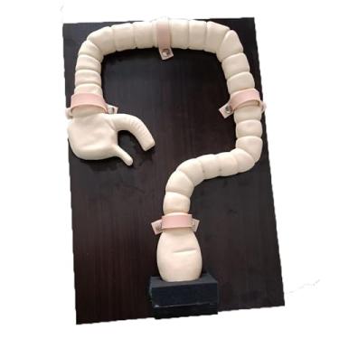 Imagem de Modelo de exame de colonoscopia modelo intestino, modelo de ensino de treinamento de demonstração de colonoscopia, simulador de sigmoidoscópio humano, para ensino de exibição de estudo, educacional