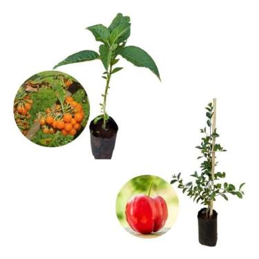 Imagem de Kit 2 Mudas - 1 Fruta Do Sabia + 1 Acerola Doce - AMK - Jardinagem e P