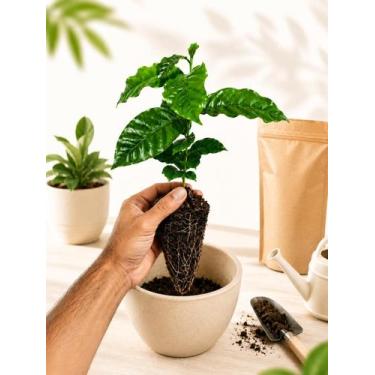 Imagem de 50 Mudas de café Catuaí 44 Arabica Vermelho Montanha Premium - Bananas
