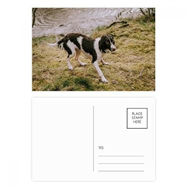 Imagem de Conjunto de cartão postal de aniversário com imagem de animal preto e branco