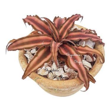 Imagem de Muda Bromelia Neoregelia Cryptanthus Rosada Com Vaso - Orquiflora