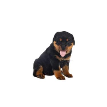 Imagem de Tapete Dog Higiênico Lavável Absorvente 2 Un P - 50X60 Cm - Shelby Mod