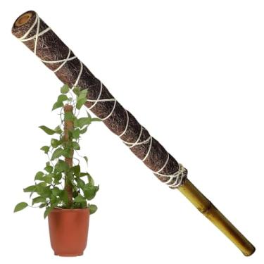 Imagem de Tutor Para Plantas Trepadeira Bastão Fibra De Coco e Bambu Para Orquídeas Jiboias
