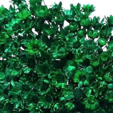 Imagem de Sempre vivas COLORIDAS EXTRA, kit com 500 flores secas desidratadas para casamento (VERDE, 500)