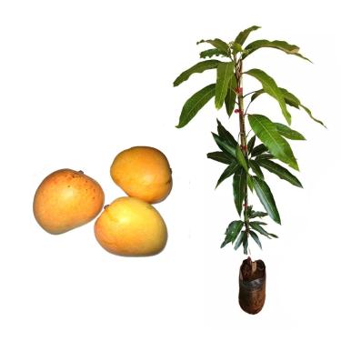 Imagem de Genérico, Muda de Manga Itamaracá 50 a 80cm AMK - Plantas Online