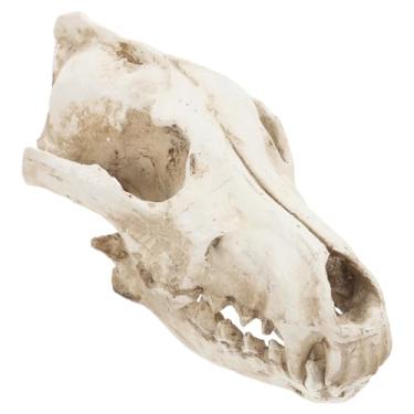 Imagem de Estátua De Lobisomem Modelo De Cabeça De Caveira De Lobo Estatueta De Cabra Decoração De Caveira De Lobo Em Casa Estatueta De Caveira De Lobo Crânio De Resina Animal Osso Esqueleto