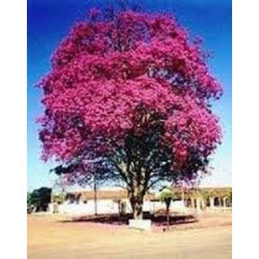 Imagem de Kit 5 Mudas De Ipê Roxo - Prontas Para O Plantio - Mudas Herculandia