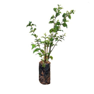 Imagem de AMK Jardinagem e Paisagismo, Muda de Tumbérgia Arbustiva 20 a 40cm AMK - Plantas Online