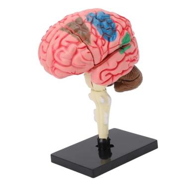 Imagem de Modelo de Cérebro Humano para Ensino de Neurociências,Modelo Anatômico de Cérebro Humano Modelo de Cérebro Ferramenta de Ensino de Estrutura de Neuroanatomia Com Suporte deExibição