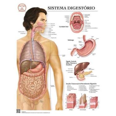 Imagem de Pôster Sistema Digestório - Body Scientific