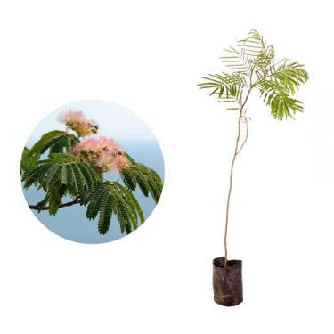 Imagem de Muda de Farinha Seca 20 a 40cm AMK - Plantas Online - Genérico