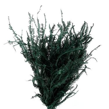 Imagem de Samambaia Três Andares Verde - Pense Flores