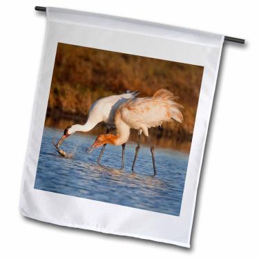 Imagem de 3dRose fl_146755_1 Grua Grua Pássaro, Aransas Refuge, Texas, USA-Us44 Ldi0624-Larry Ditto Bandeira de jardim, 30 x 45 cm