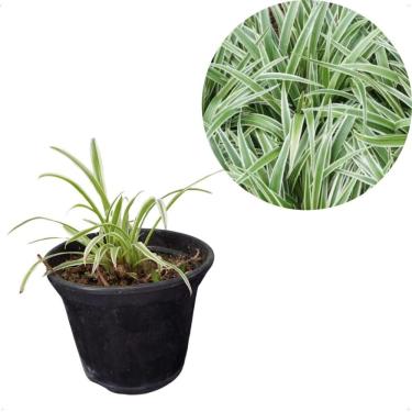 Imagem de Muda Chlorophytum Comosum Clorofito Planta Natural Folhagem