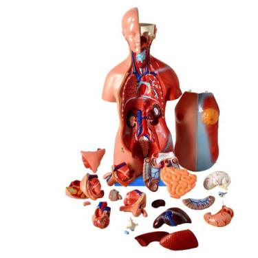 Imagem de Torso bissexual / assexuado com 45cm e 25 partes com abertura nas cost