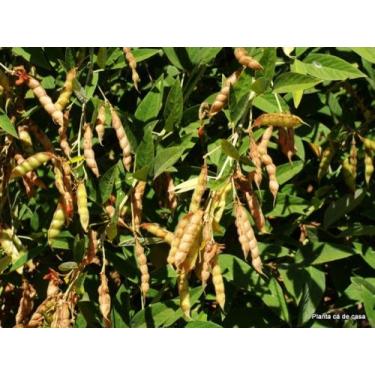 Imagem de Feijão Guandu Anão - 1kg De Sementes