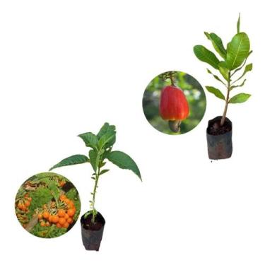Imagem de Kit 2 Mudas - 1 Fruta Do Sabia + 1 Caju Anão Vermelho - AMK - Jardinag