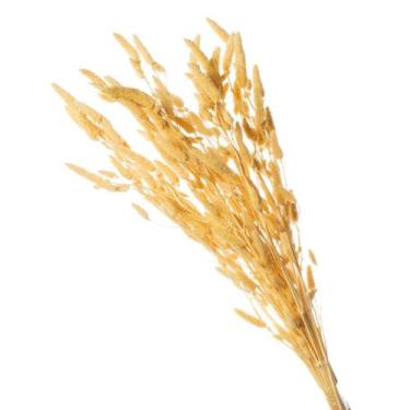 Imagem de Buque de Flor seca  Desidratada Rabo de Coelho Gato - Pratico Desidrat