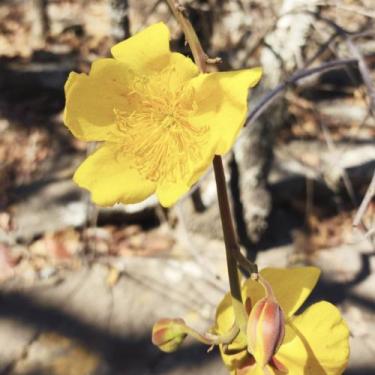 Imagem de Cochlospermum regium (Algodãozinho do Cerrado) - Sementes - Genérico