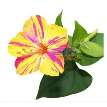 Imagem de 50 Sementes De Dahlia Coltness Sortida - SEEDS