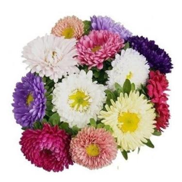 Imagem de 50 Sementes De Rainha Margarida Pompom Sortida - SEEDS