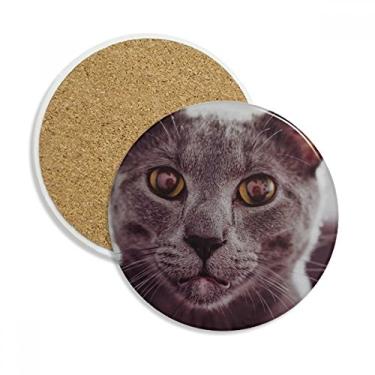 Imagem de Animal olho grande cinza gato fotografia copo copo copo copo copo proteção mesa pedra absorvente