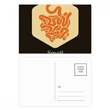 Imagem de Body Organs – Conjunto de cartões postais pequenos para intestinos