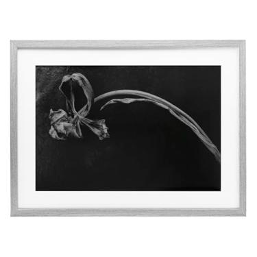 Imagem de Stupell Industries Impressão emoldurada cinza de flor colapso suave sob vidro, design por Amy Carroll, 43 x 58 cm