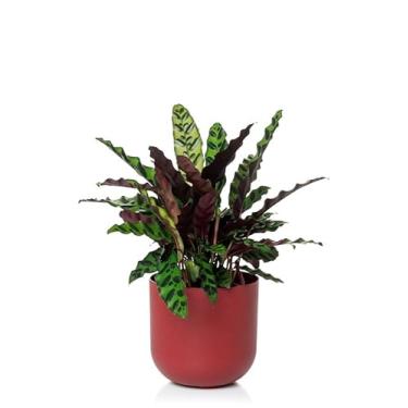 Imagem de Cachepo DUE N03 Pote 15 - Geleia de Framboesa