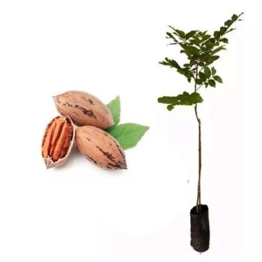 Imagem de Muda de Noz Pecã 20 a 40cm AMK - Plantas Online - AMK Jardinagem e Pai