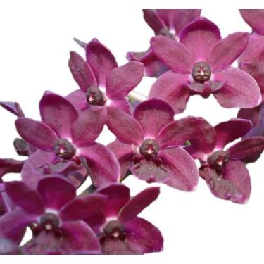 Imagem de Orquídea Rhynchostylis Gigantea Red - Muda - orquivitro