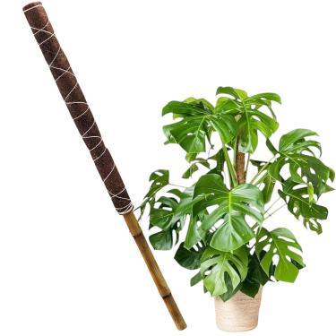 Imagem de Tutor 80 Cm Para Plantas Trepadeira Bastão Fibra De Coco e Bambu Para Orquídeas Jiboias