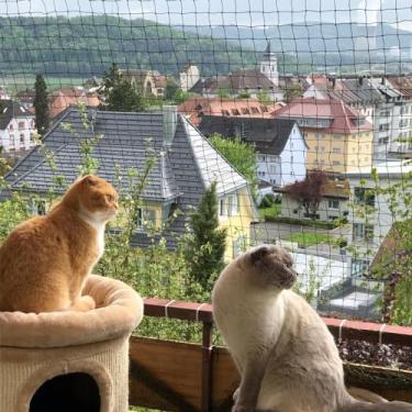 Imagem de JUMXSRLE Rede Para Gatos, Rede Para Gatos Reforçada Com Arame, Resistente A Mordidas E Rasgos, Resistente A Raios Uv E Intempéries, Rede Antiqueda Para Gatos, Rede De Proteção Para Gatos Para Janela