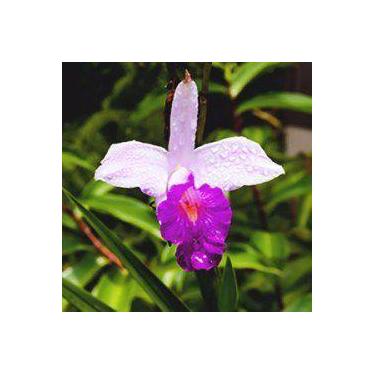Imagem de Muda de Orquídea de Bambu - Arundina Bambusifolia - no-brand