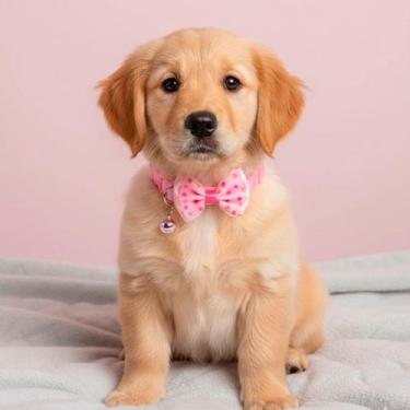 Imagem de Kit 6 Coleiras Com Gravata Borboleta - Aliança