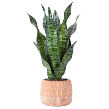 Imagem de DUZYXI Planta de cobra artificial realista 43 cm com vaso de concreto, plantas de cobra falsas Sansevieria Greenery Faux Snake Plant para casa, escritório, sala de estar, presentes de inauguração de